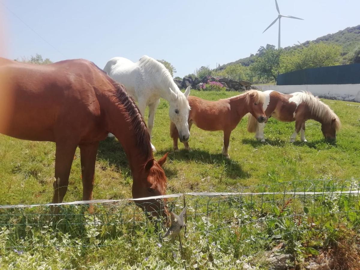 Casinha De Ferias No Campo - Quintinha Dos Cavalos - Arruda Dos Vinhos Sabugos Eksteriør billede
